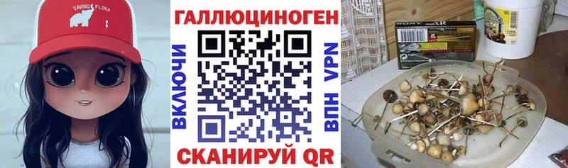 Галлюциногенные грибы Psilocybe  MEGA маркетплейс  Борзя 